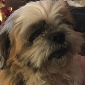 Meet your Posher, Morgan